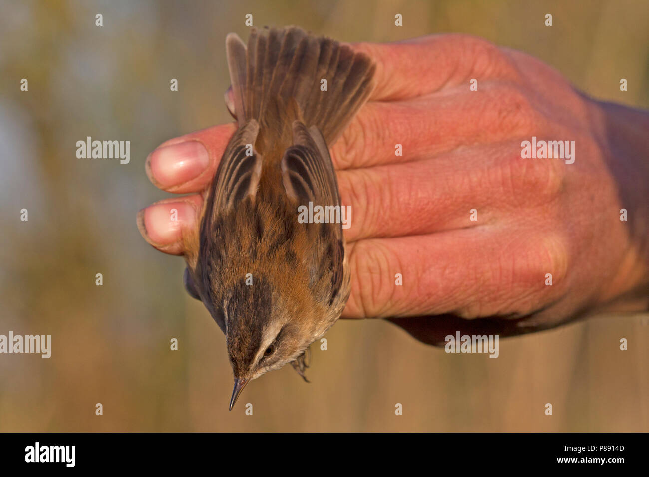 Adult male Moustached Warbler (Acrocephalus melanopogon) caught and banded in Ooj, Netherlands. First record for the Netherlands., first record Nether Stock Photo