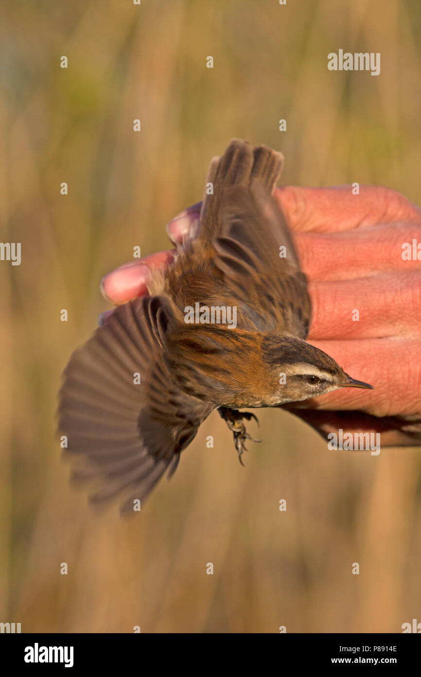 Adult male Moustached Warbler (Acrocephalus melanopogon) caught and banded in Ooj, Netherlands. First record for the Netherlands., first record Nether Stock Photo