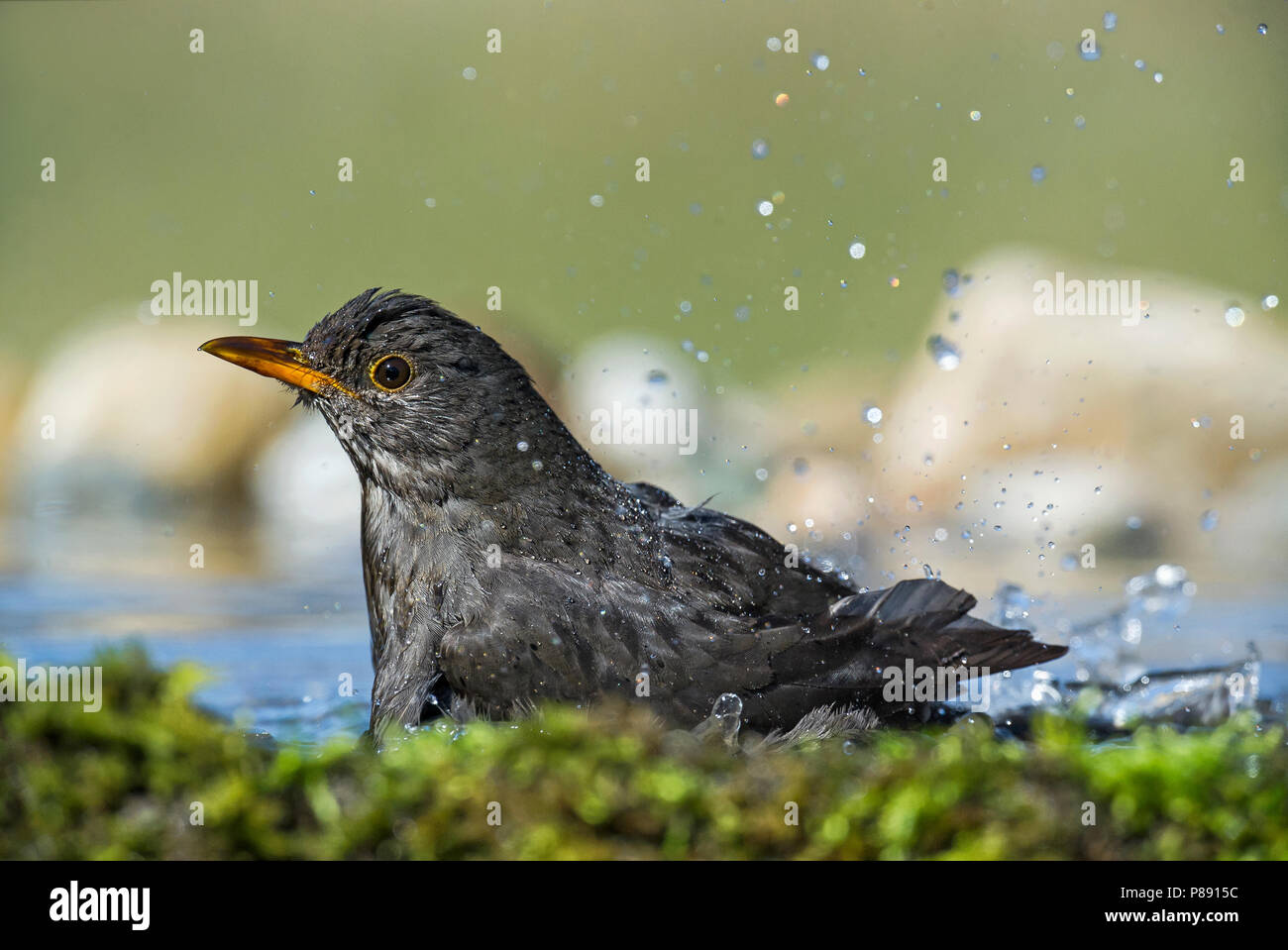 Eurasian Blackbird (Turdus merula) bading in forest pool Stock Photo ...