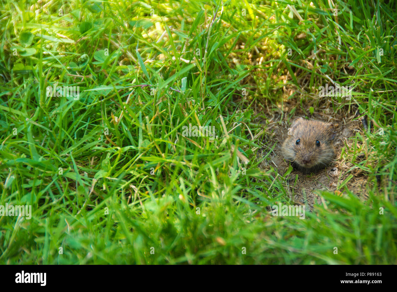 Veldmuis; Common Vole Stock Photo - Alamy