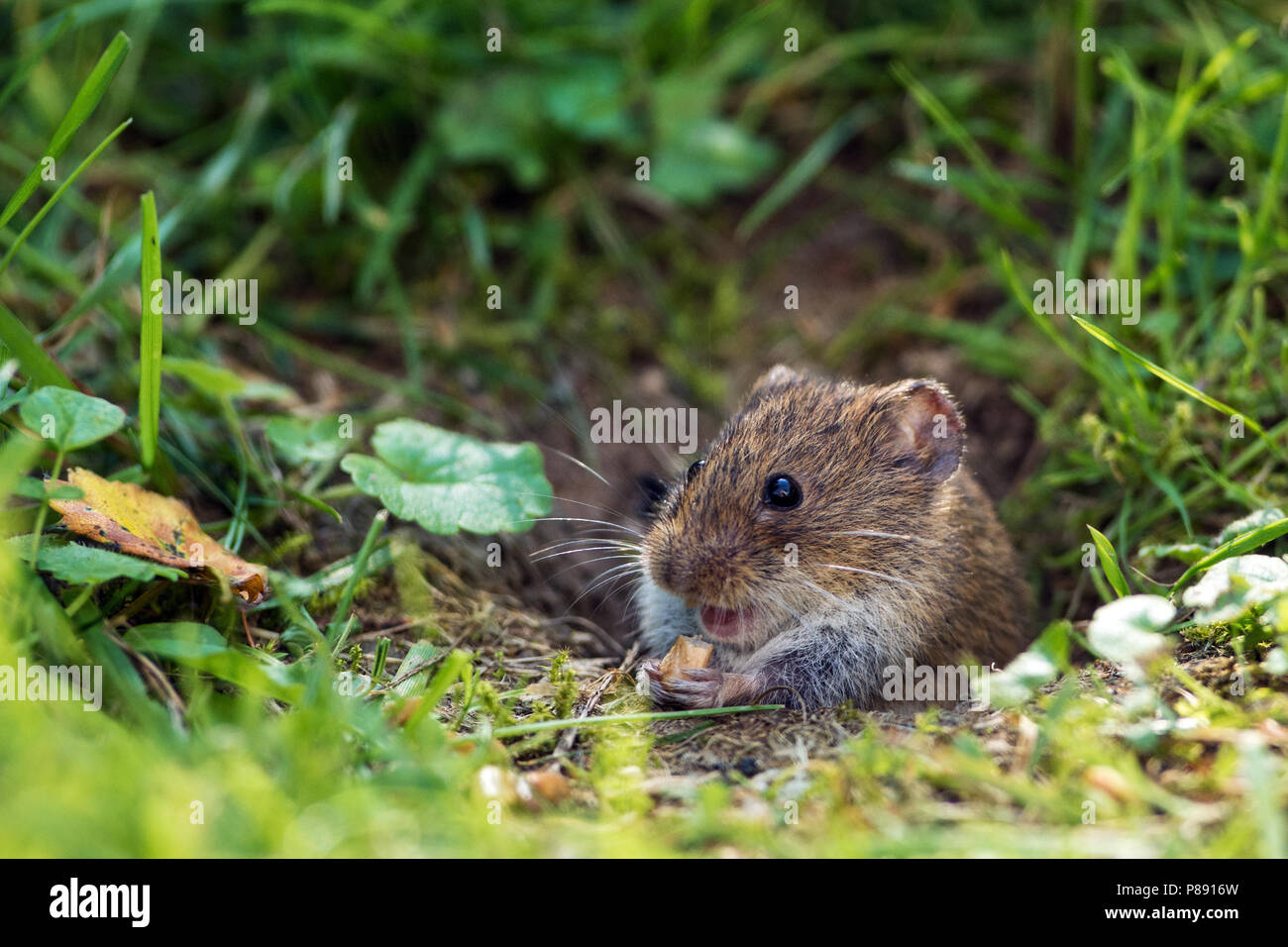 Veldmuis; Common Vole Stock Photo - Alamy