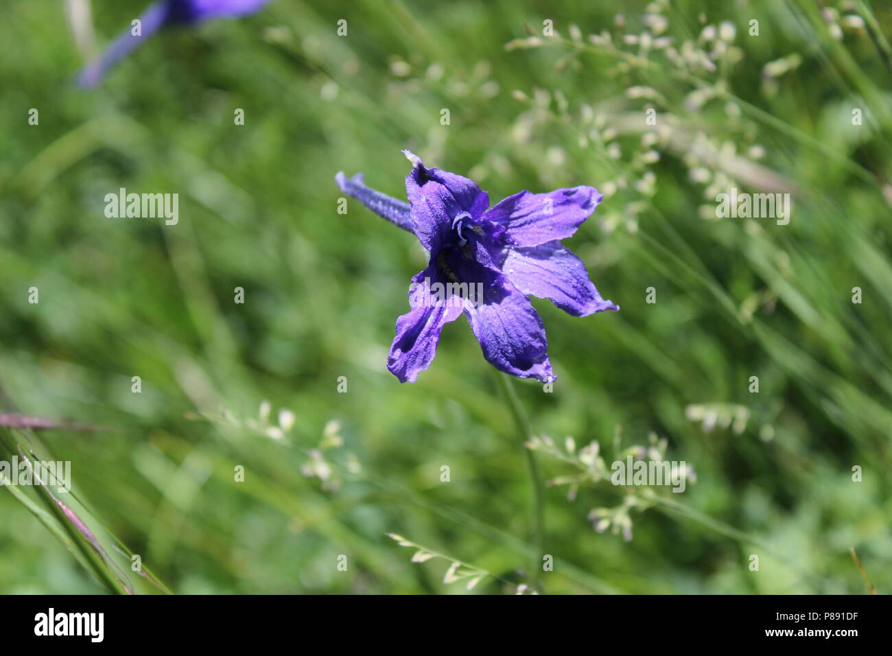 Flower pollination for kids hi-res stock photography and images - Alamy