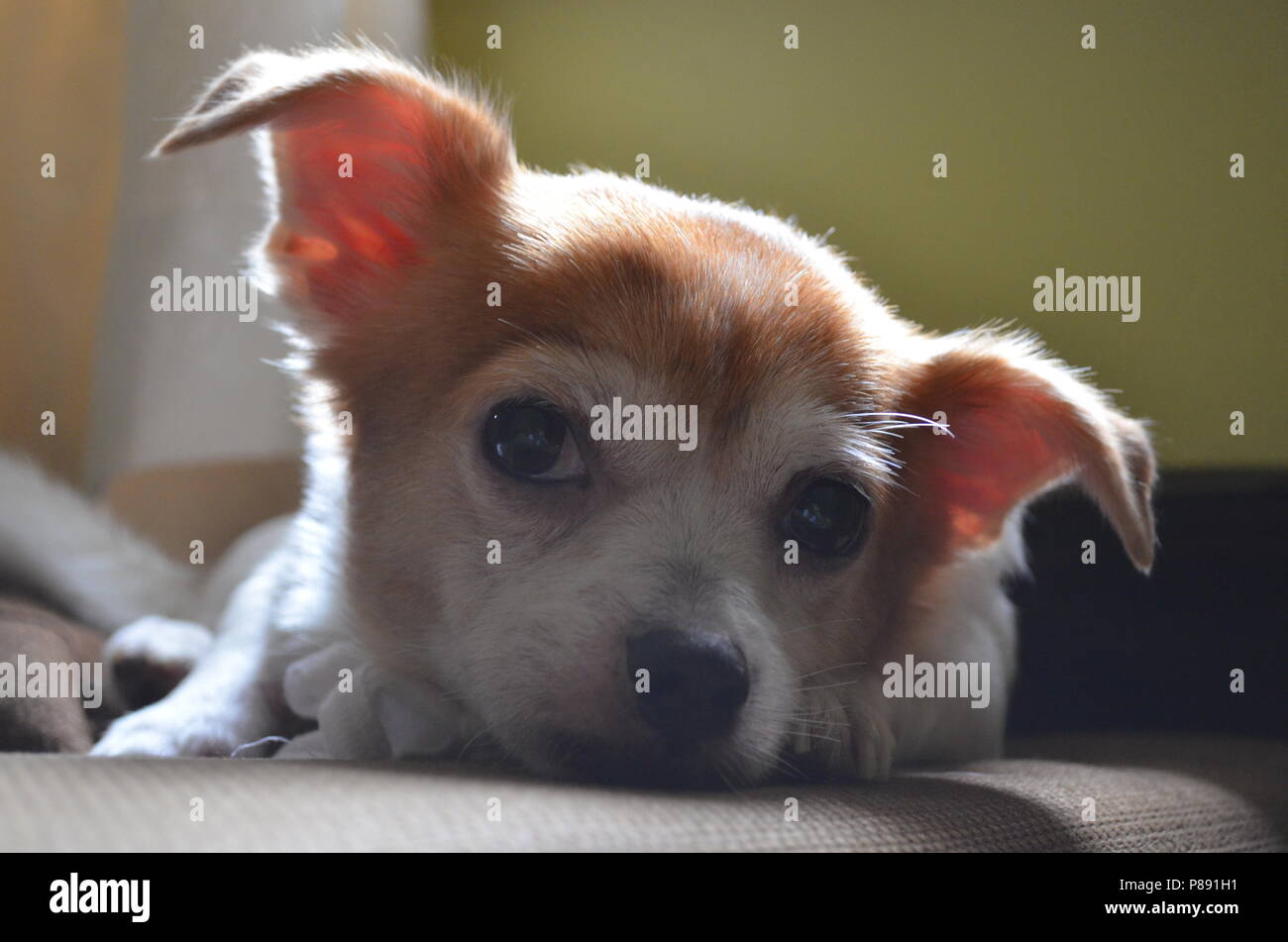 how much is that doggy on the couch... woof woof Stock Photo