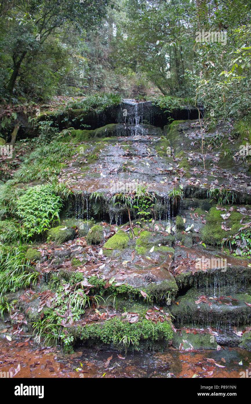 Green plants in front waterfall hi-res stock photography and images - Alamy