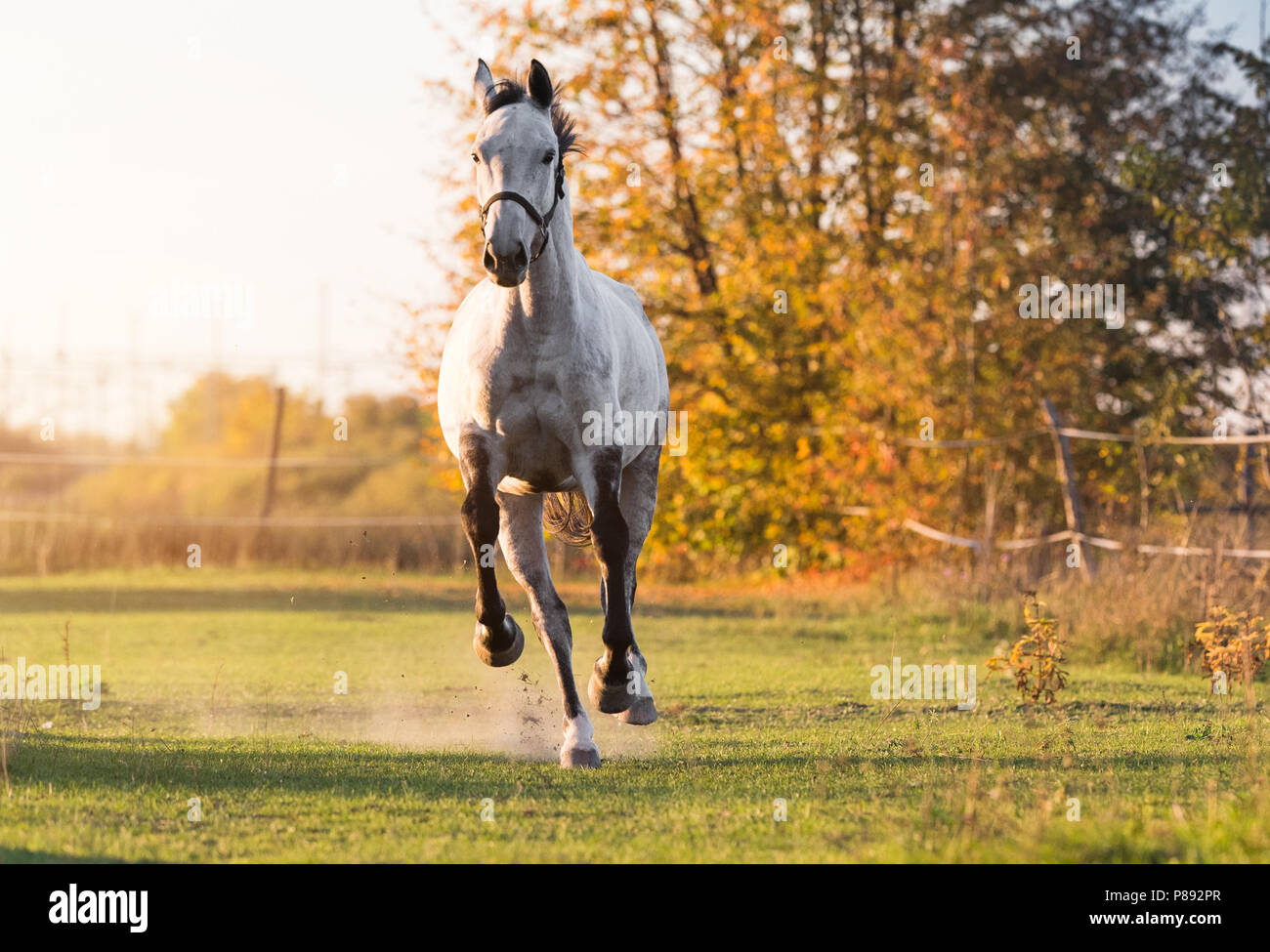 Beautiful arabian horse run gallop in flower meadow Stock Photo Alamy