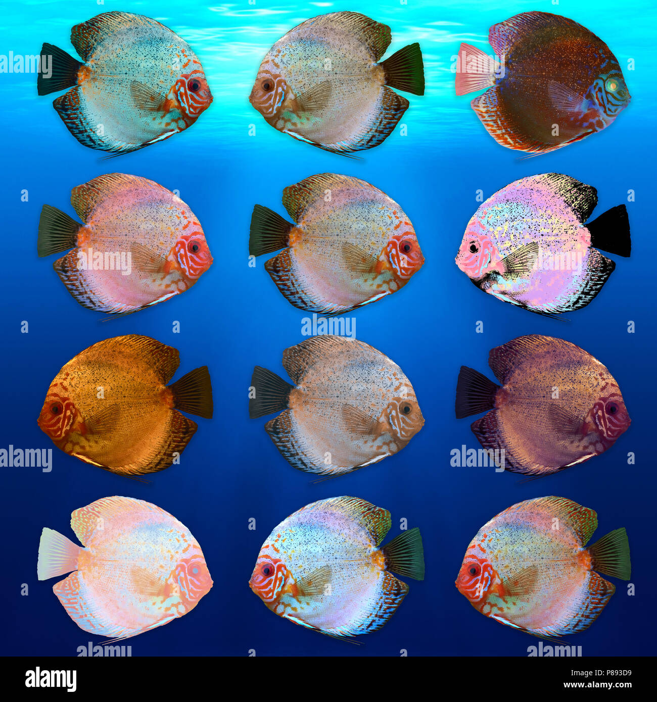 Digitally enhanced image of 12 color variations of Symphysodon, (colloquially known as discus) fresh water aquarium fish. Stock Photo