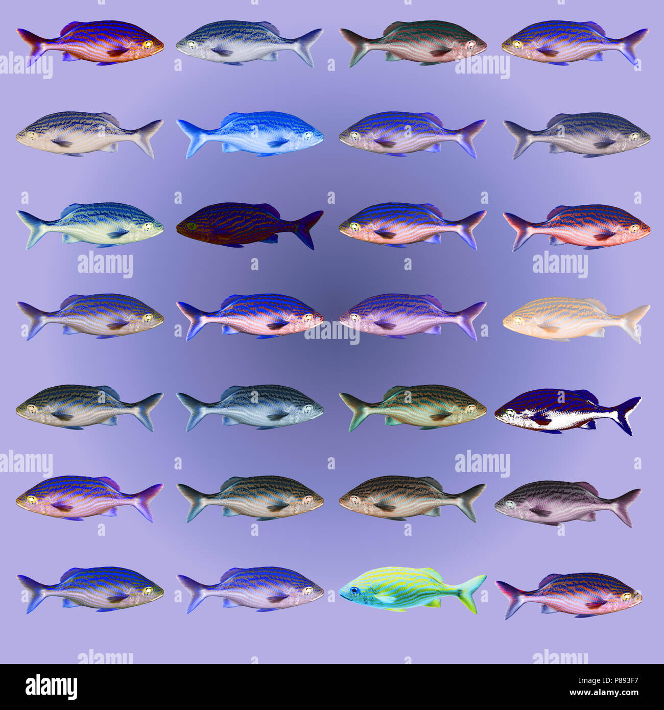 Digitally enhanced image of 28 color variations of a sea fish Stock Photo