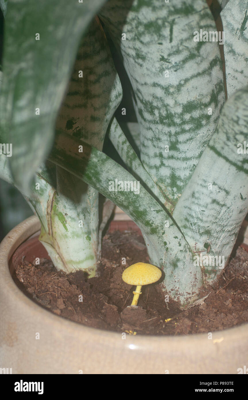 Yellow Toadstool grows in a household pot plant of Aechmea fasciata (silver vase, urn plant) Photographed in Israel in May Stock Photo