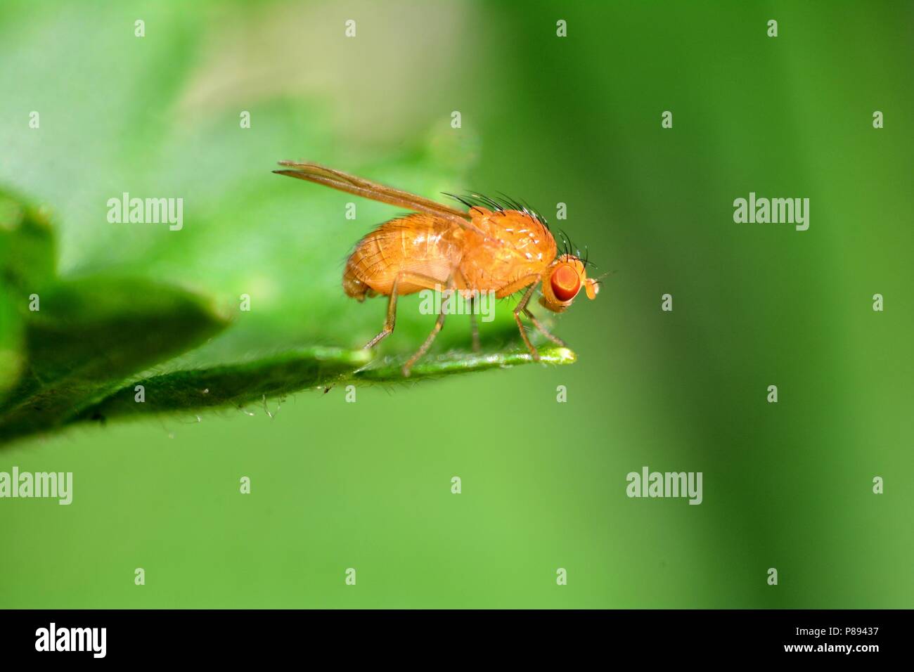 Fruit Fly in orange on the side  in green nature    (  Drosophila Melanogaster   ) Stock Photo