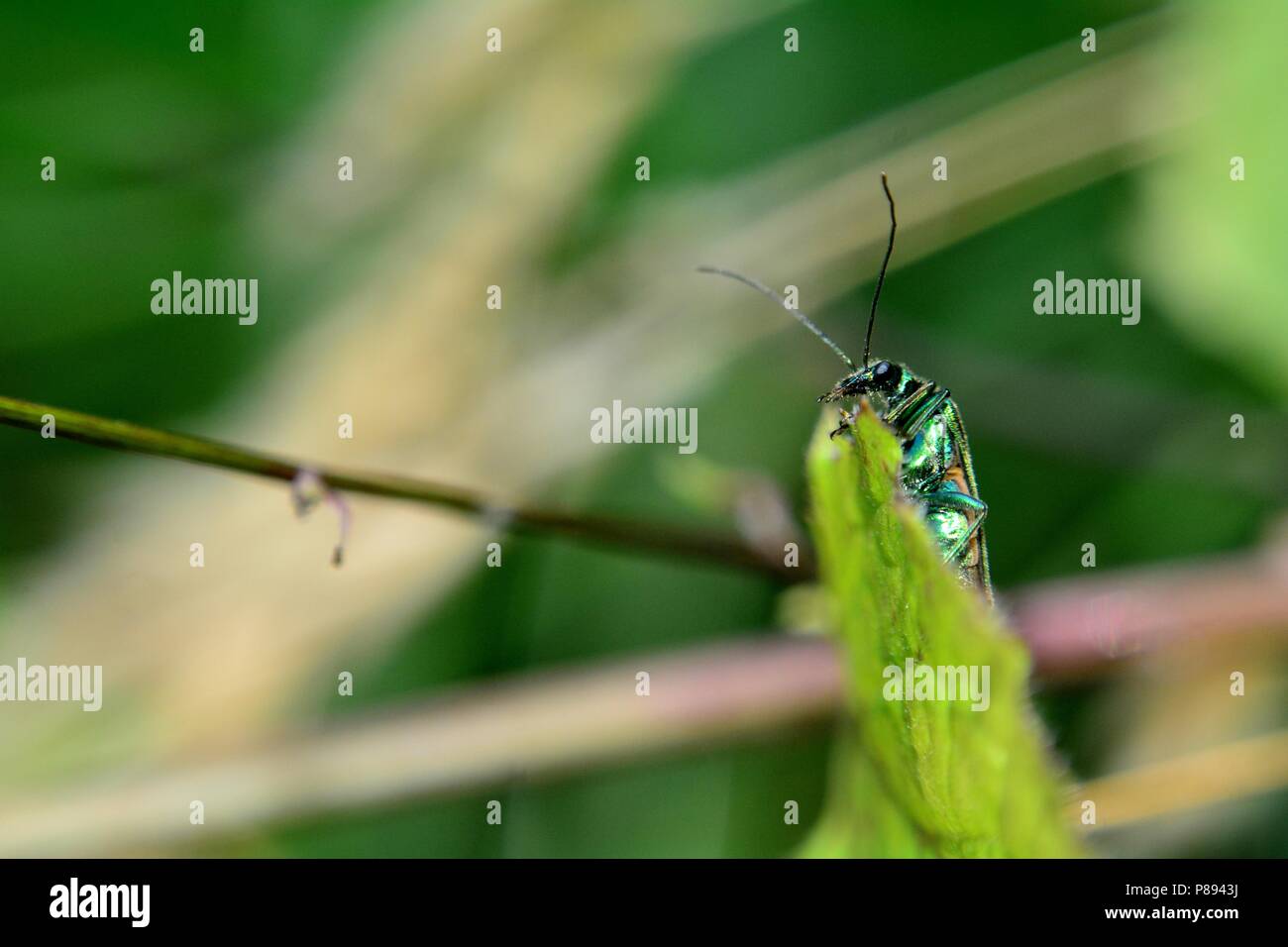 Lytta vesicatoria - Spanish green fly in nature Stock Photo