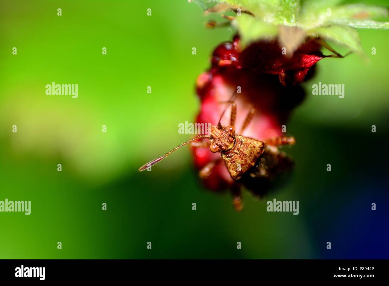 Large brown shield  bug on strawberry  in green  nature Stock Photo