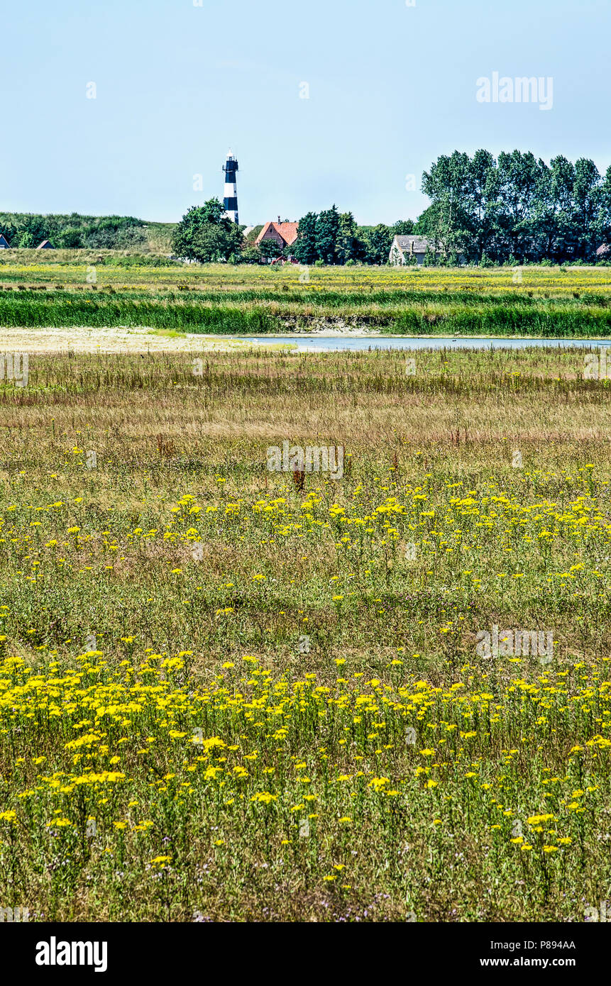 Municipality of Sluis, the Netherlands, July 2, 2018: Yellow wildflowers at the newly developed tidal nature of the Waterdunen project. Stock Photo