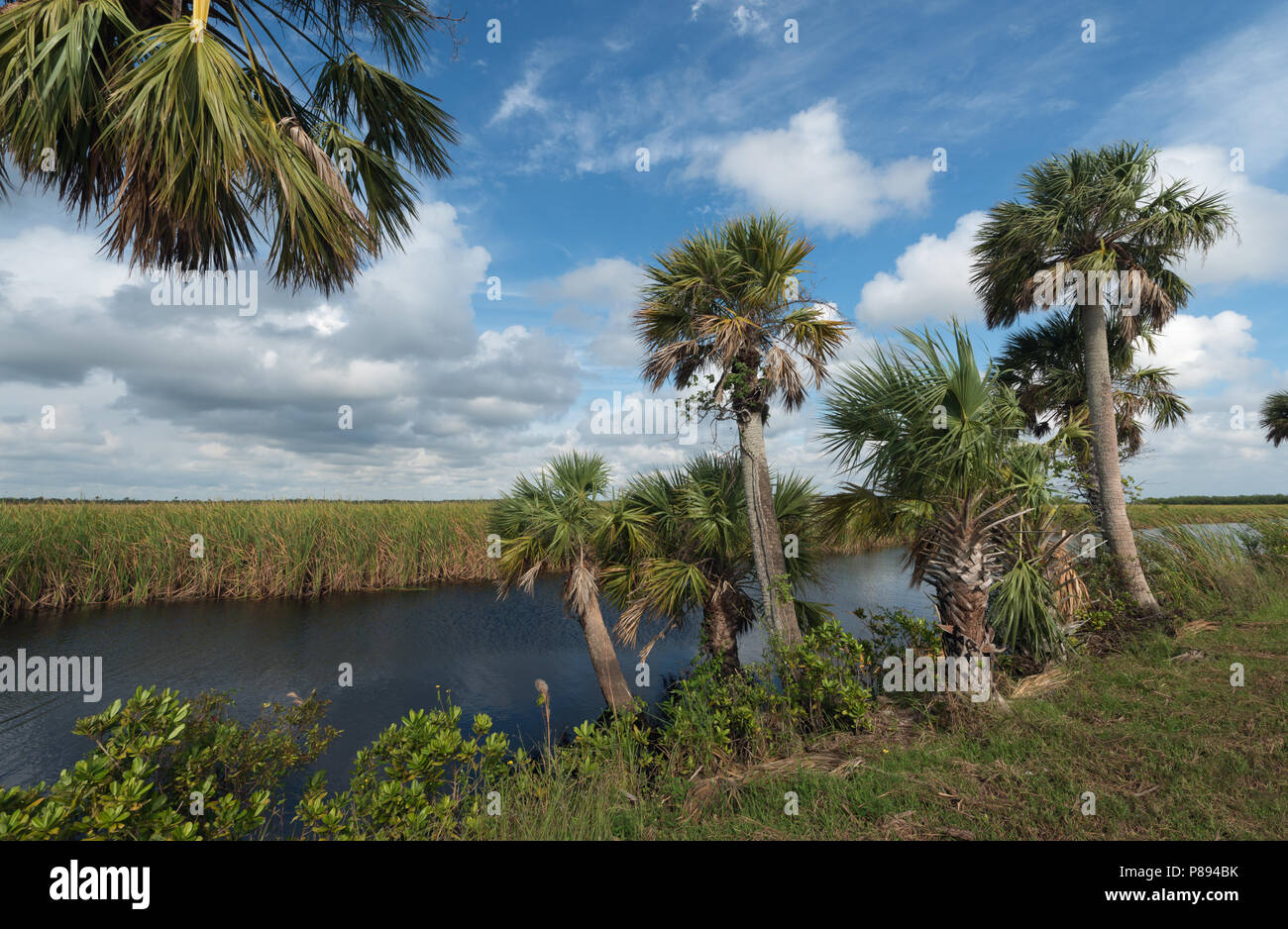 Cabbage Palms near water in Florida Stock Photo