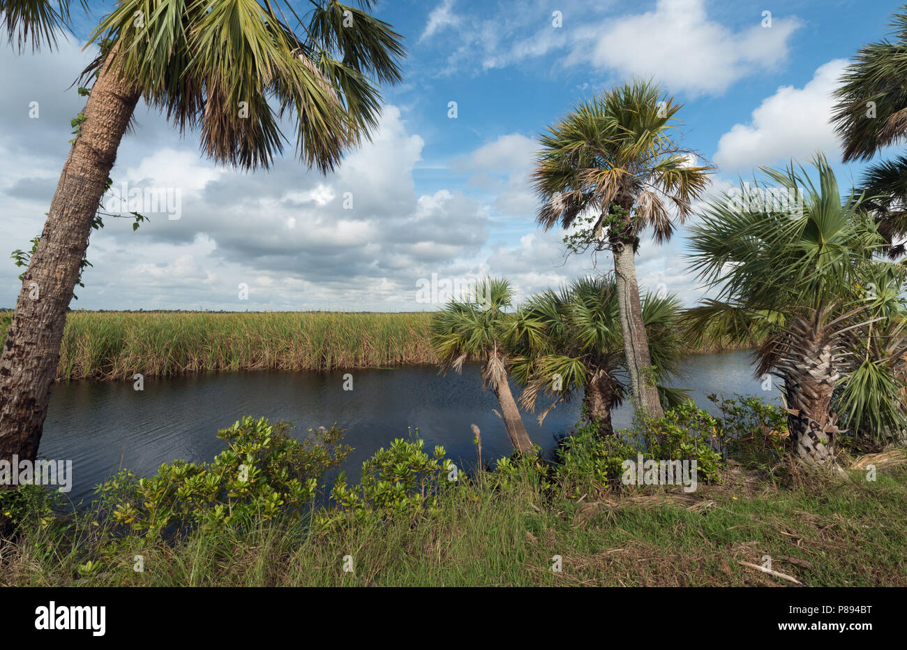 Cabbage Palms near water in Florida Stock Photo