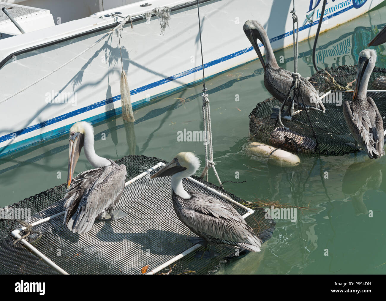 Brown pelicans (Pelecanus occidentalis) on fishing equipment. Florida Keys Stock Photo Alamy