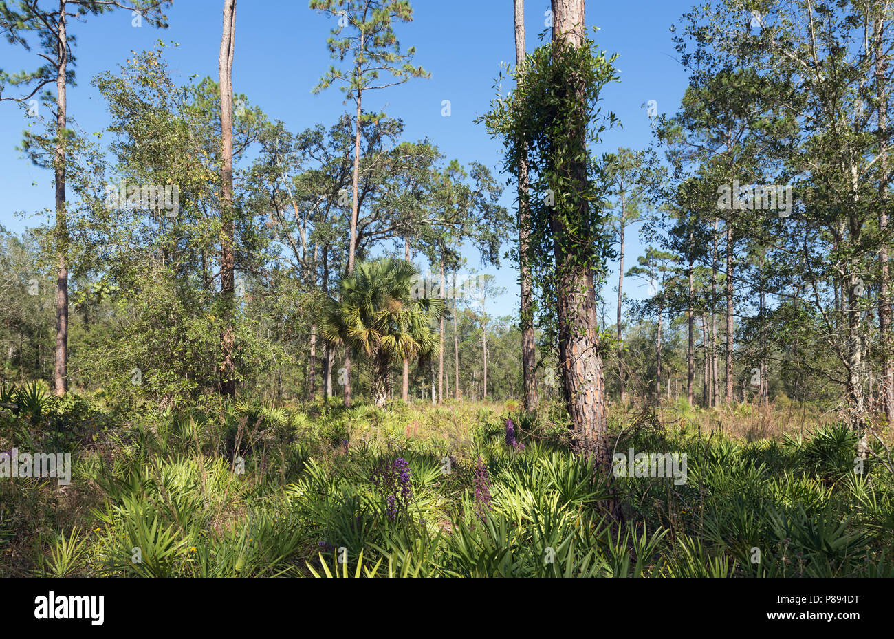 Pine wood in Colt Creek State Park, Florida, USA. Pinus palustris, Serenoa repens, Sabal palmetto, Carphephorus paniculatus Stock Photo