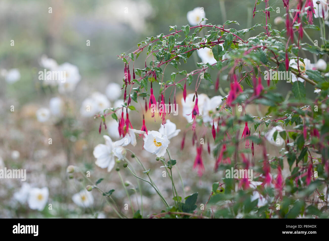 Fuchsia magellanica gracilis in combination with Anemone x hybrida 'Honorine Jobert' Stock Photo