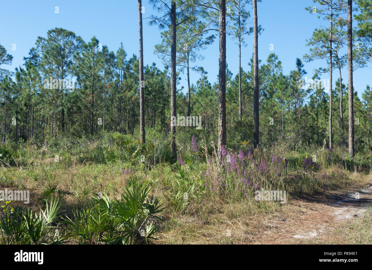 Pine wood in Colt Creek State Park, November. Florida, USA. Pinus palustris, Serenoa repens, Carphephorus paniculatus Stock Photo