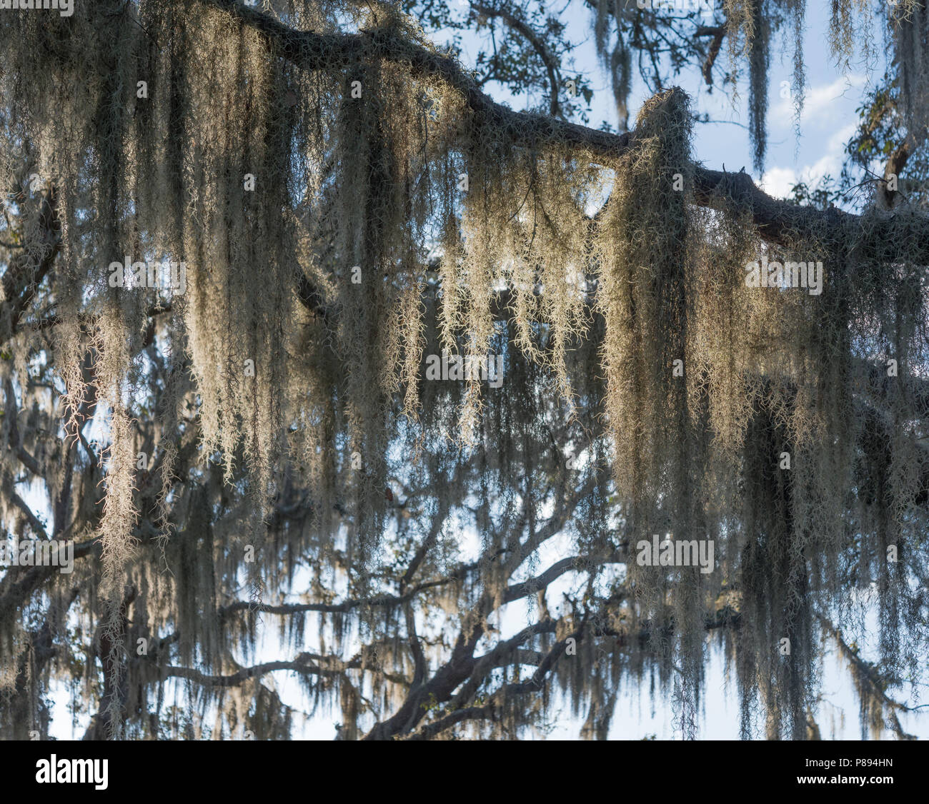Spanish moss (Tillandsia usneoides), Florida Stock Photo Alamy