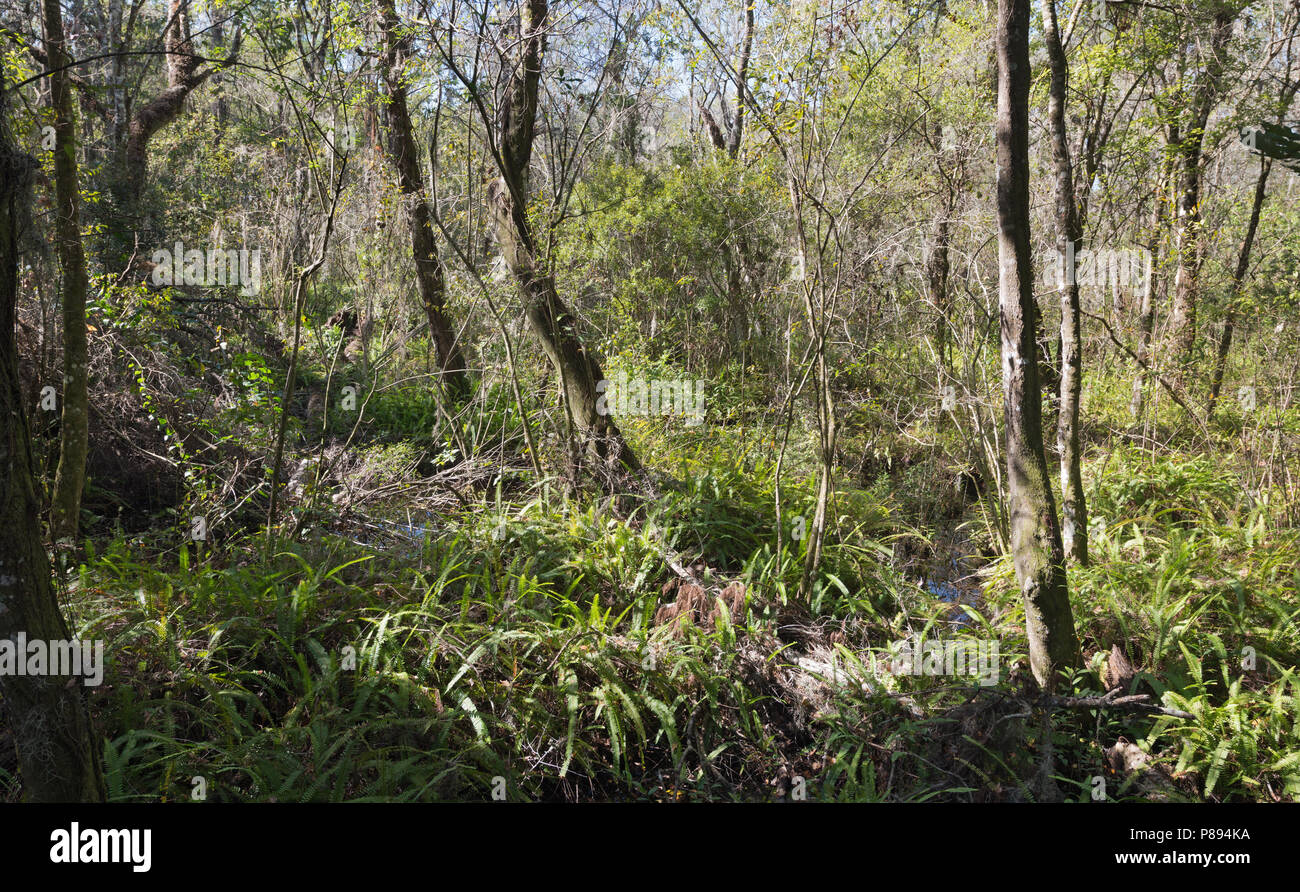 Wood in Florida dominated by Nephrolepis exaltata Stock Photo