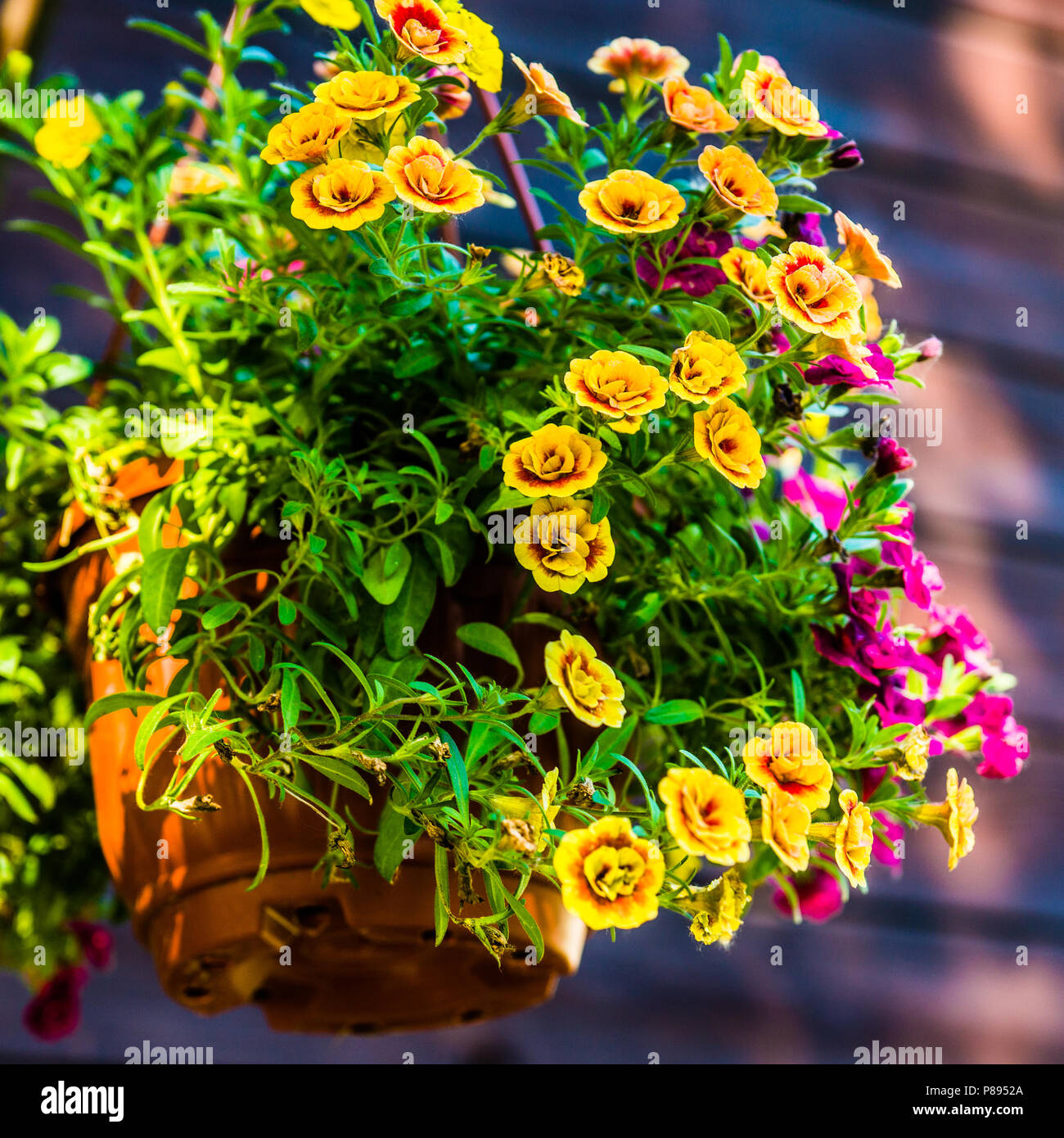 A ceramics pot full of yellow and purple decorative petunia flowers hangs on the wall. Play of light and shadow. Summer evening light. Stock Photo