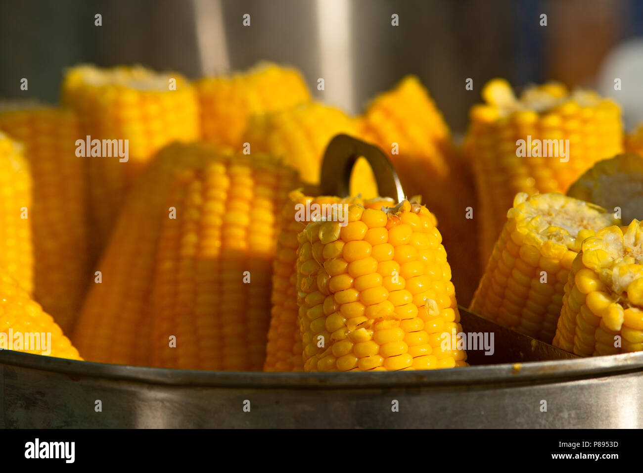 Corn on the cob boils in a metal pot. Fresh, steamy hot, yummy summer snack for everyone. Stock Photo