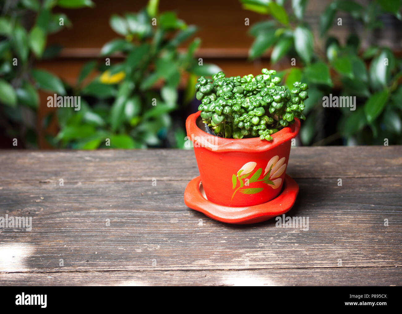 Trees in red pots Stock Photo Alamy