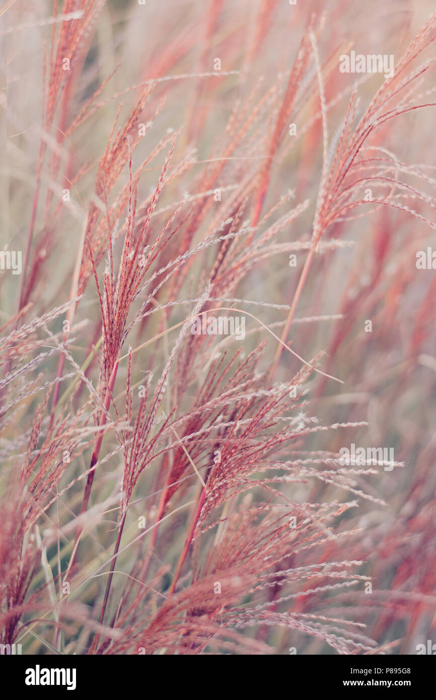 Ornamental grass in the fall Stock Photo
