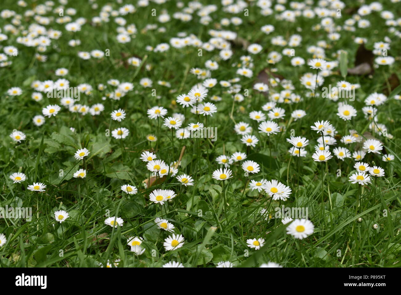 White flower field hi-res stock photography and images - Alamy