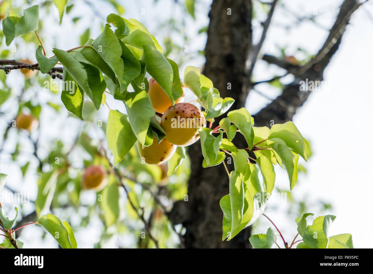 Branch of an apricot tree with ripe fruits against solid blue sky in summer. Stock Photo