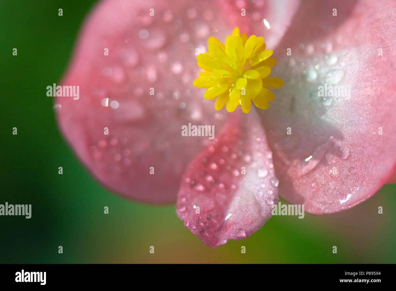 Pink begonia flower on green background Stock Photo - Alamy