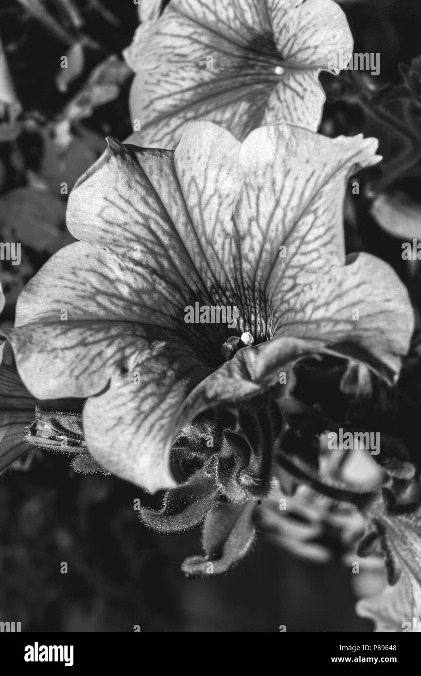 Macro photography of small newborn plant - Black and white Stock Photo