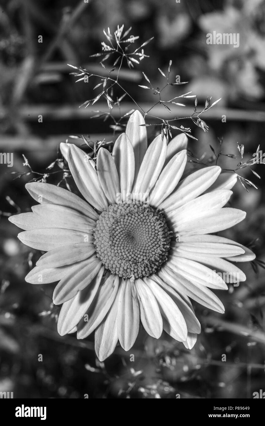Plant young small Black and White Stock Photos & Images - Alamy