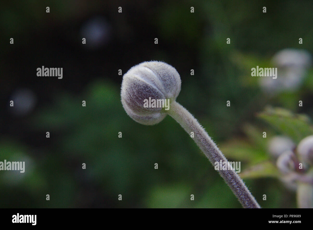 Plant Stem Stock Photo - Alamy
