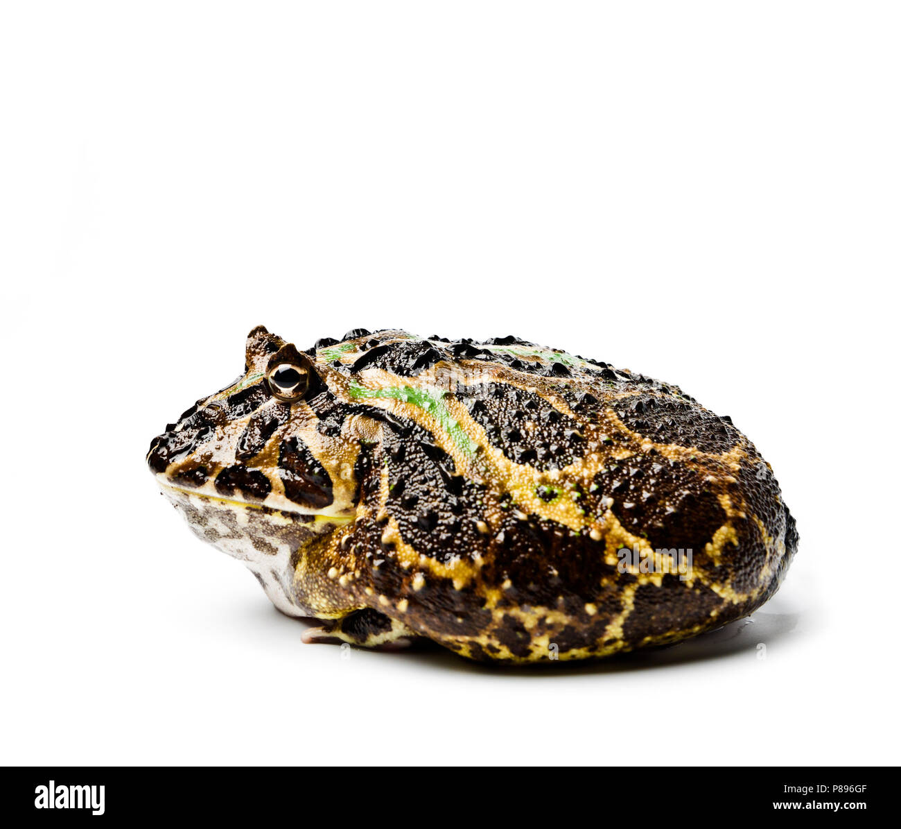 Chacoan horned frog. Chacoan horned frog on white background, amphibians closeup isolated. Ornate frog. Stock Photo