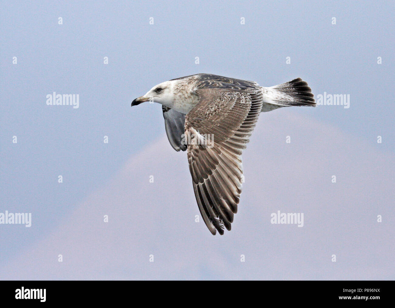 Immature Slaty-backed Gull (Larus schistisagus) wintering in Japan. Stock Photo