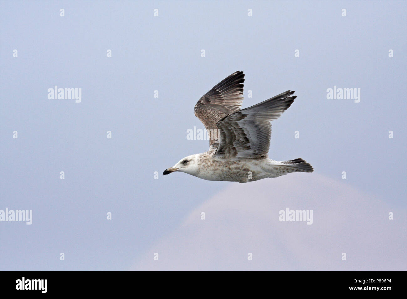 Immature Slaty-backed Gull (Larus schistisagus) wintering in Japan. Stock Photo