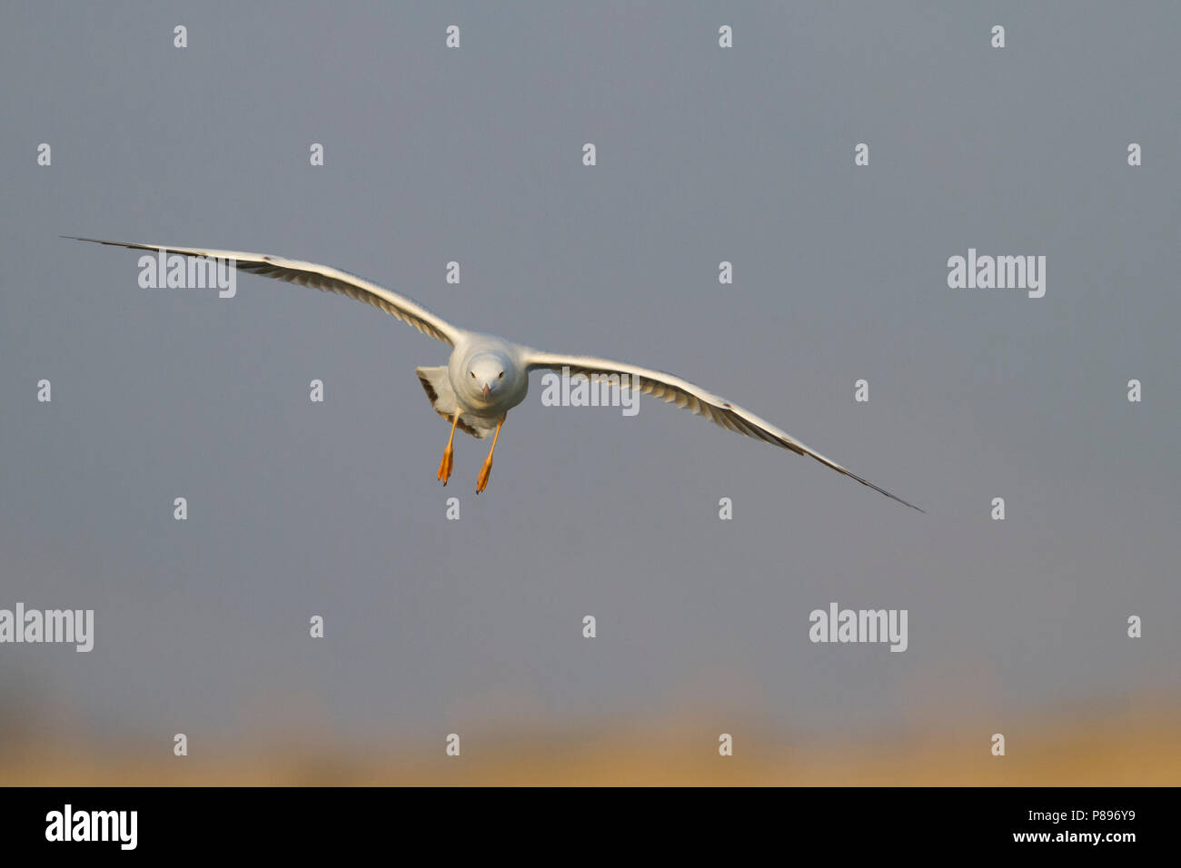 Slender-billed Gull - Dünnschnabelmöwe - Larus genei, Oman, 1st Winter ...
