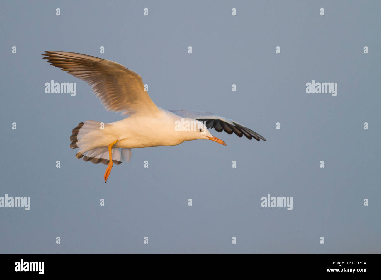 Slender-billed Gull - Dünnschnabelmöwe - Larus genei, Oman, 1st Winter ...