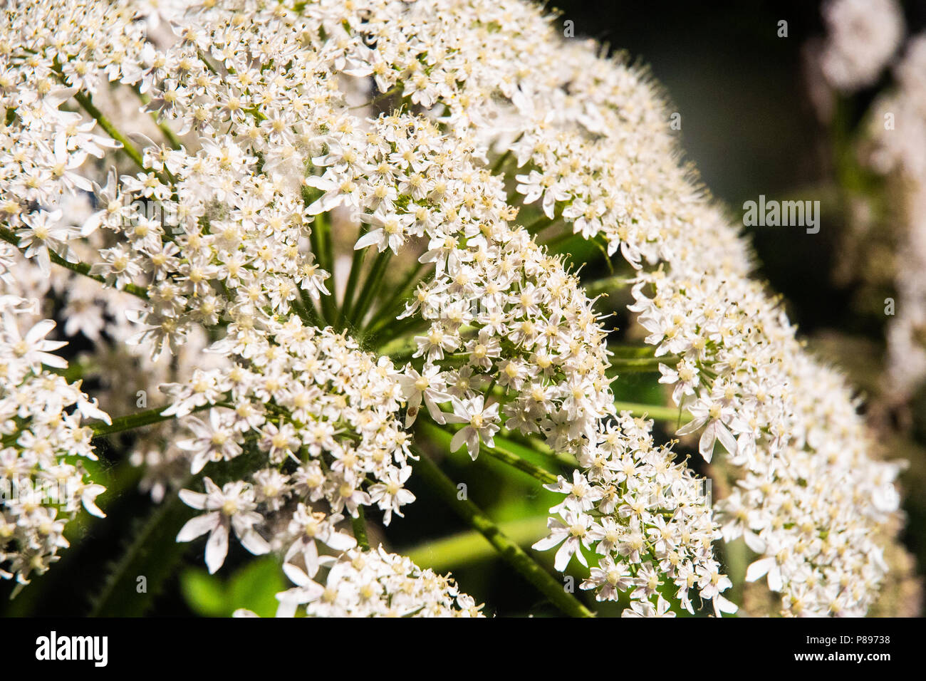Flowers of the cow parsnip plant. Stock Photo
