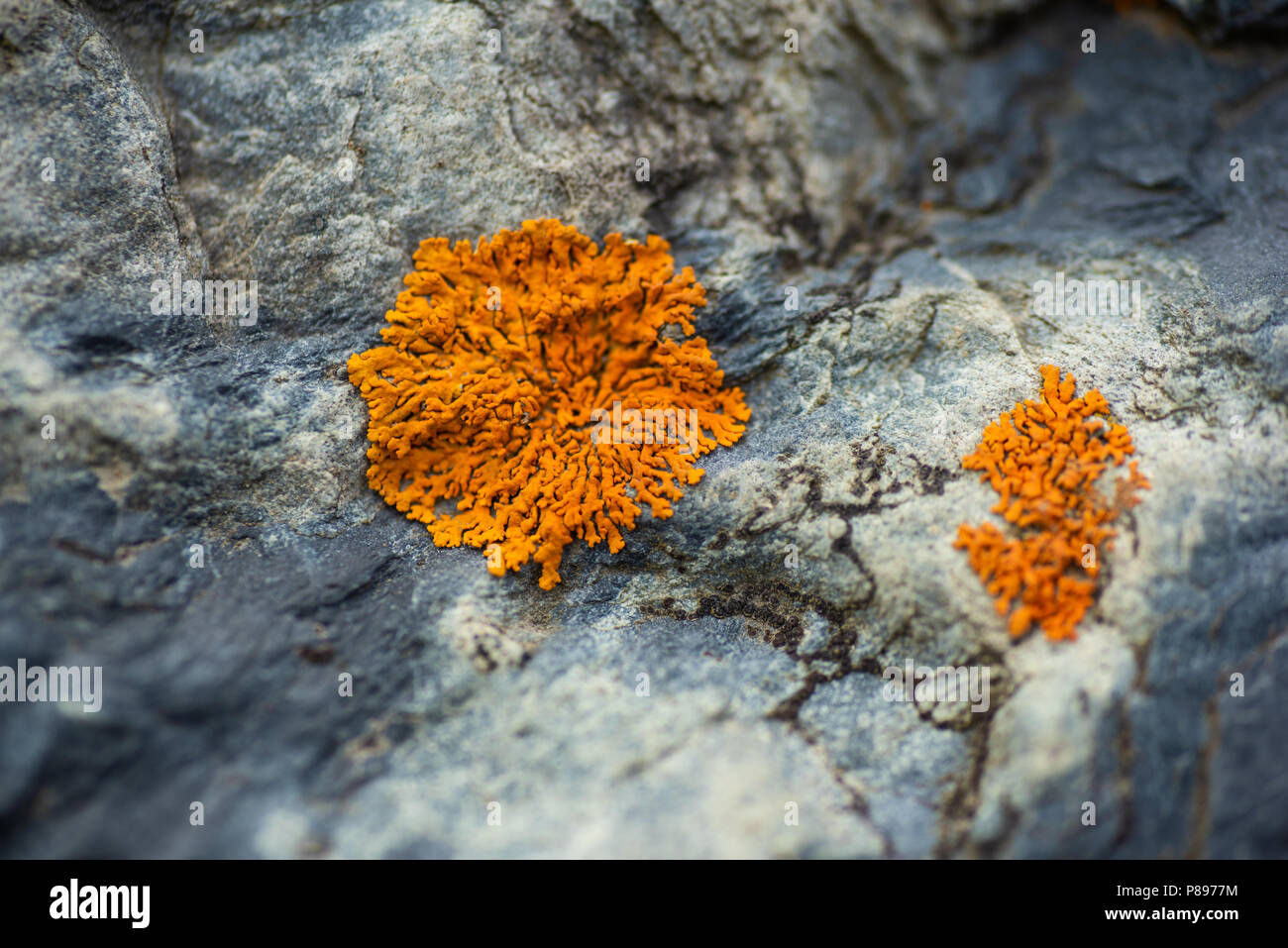 Elegant sunburst lichens on a patch of rock. Stock Photo