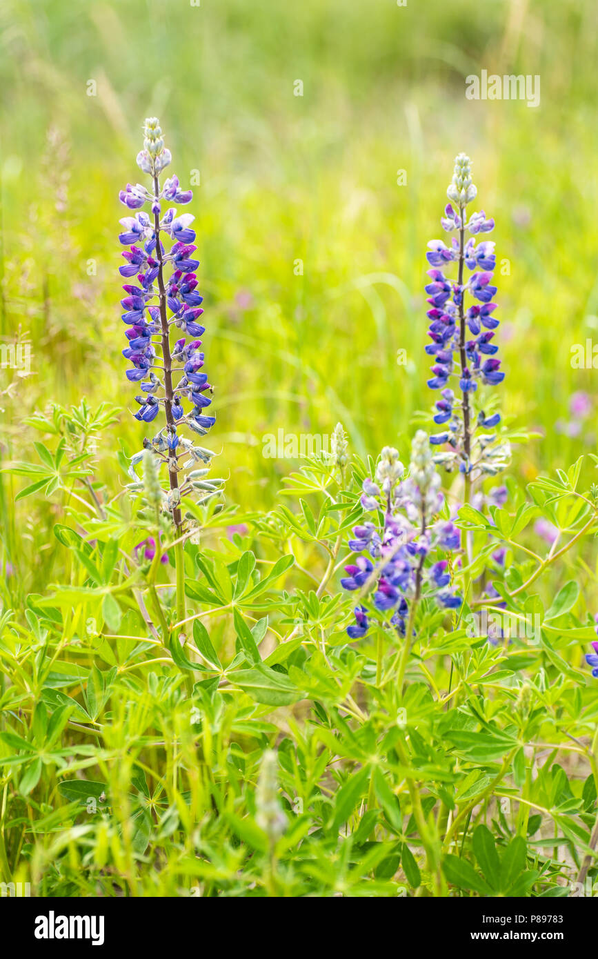 Lupines growing in a field near the Cook Inlet, in Alaska. Stock Photo