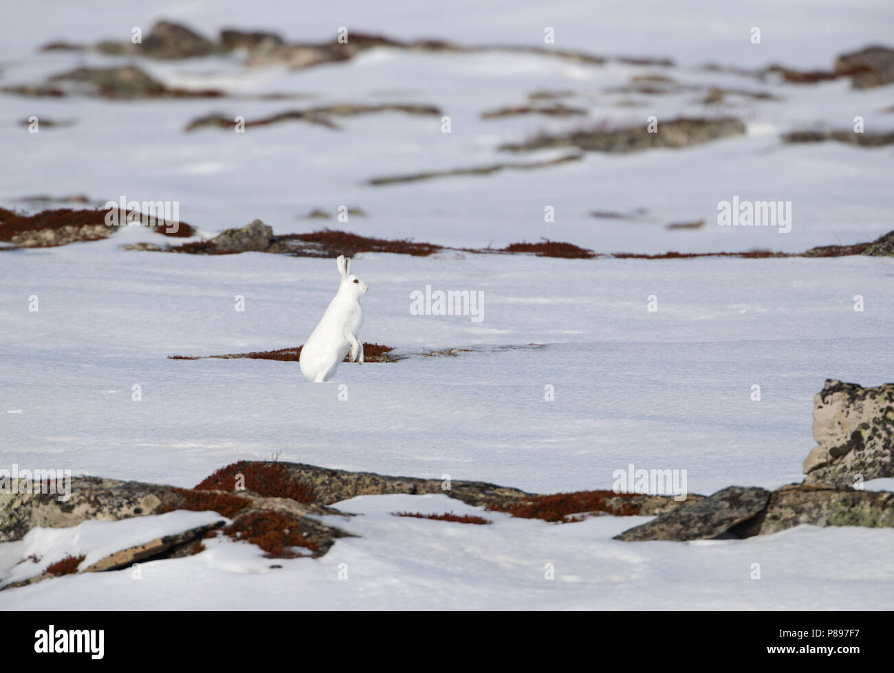 A winter plumaged (pure white) Mountain Hare in the snow. Stock Photo
