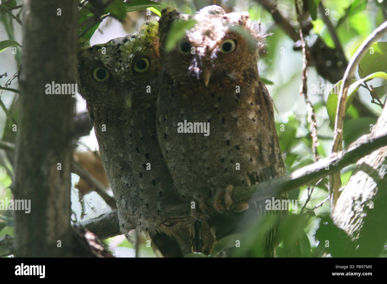 Pair of Sokoke Scops Owl (Otus ireneae) at day-time roost in Cynometra-Manilkara forest, part of Sokoke Forest, Kenya. Stock Photo