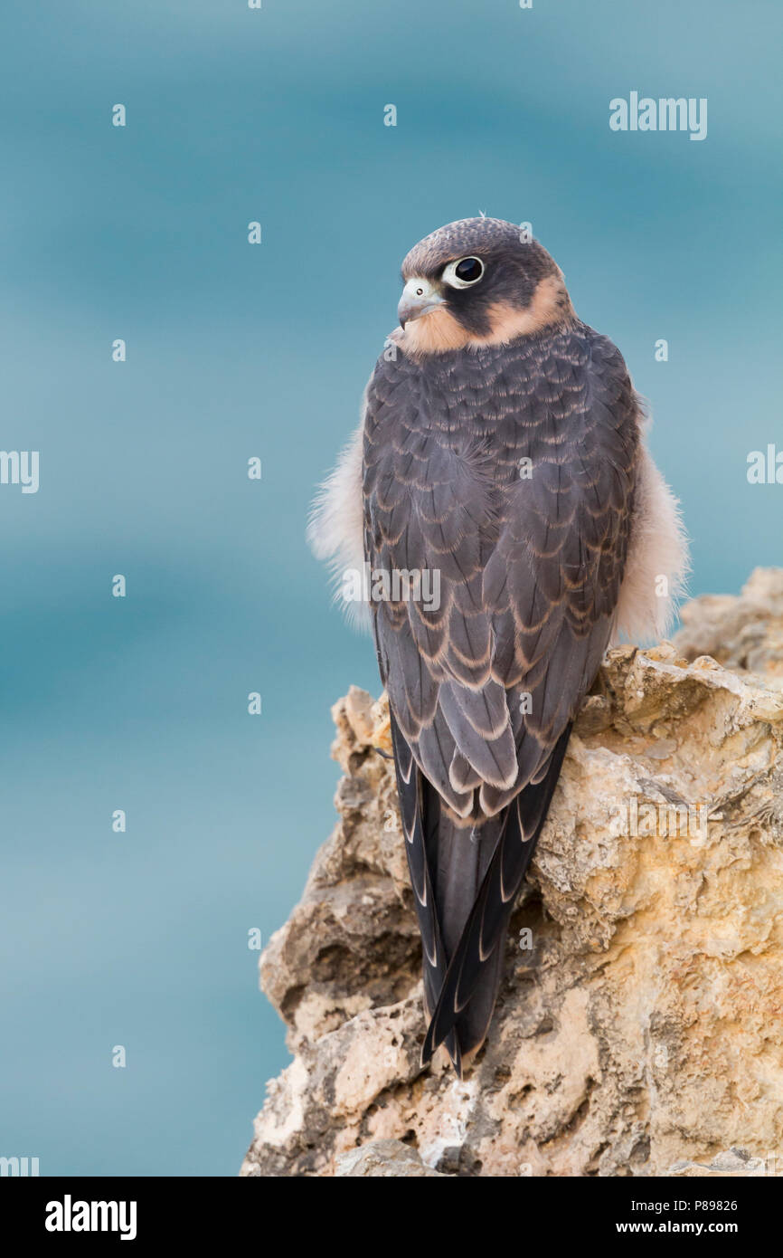Sooty Falcon - Schieferfalke - Falco concolor, Oman, juvenile Stock Photo
