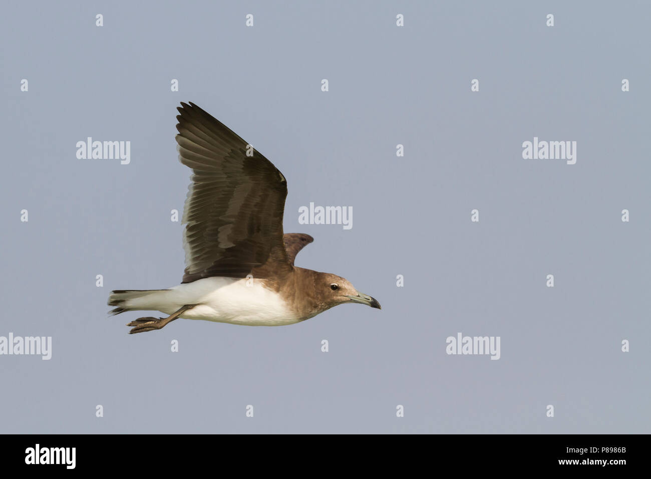 Sooty Gull - Hemprichmöwe - Larus hemprichii, Oman, adult, winter, 2nd cy Stock Photo