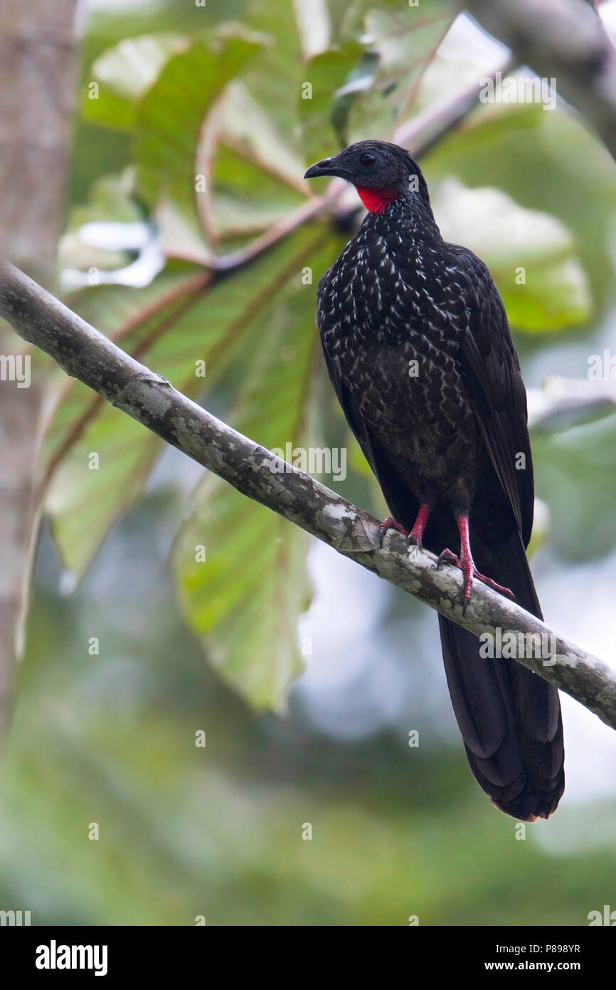 Spix's Guan (Penelope jacquacu) perched in a tree Stock Photo