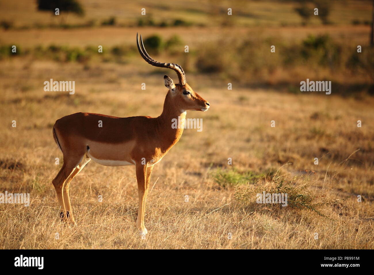 Male impala portrait Stock Photo