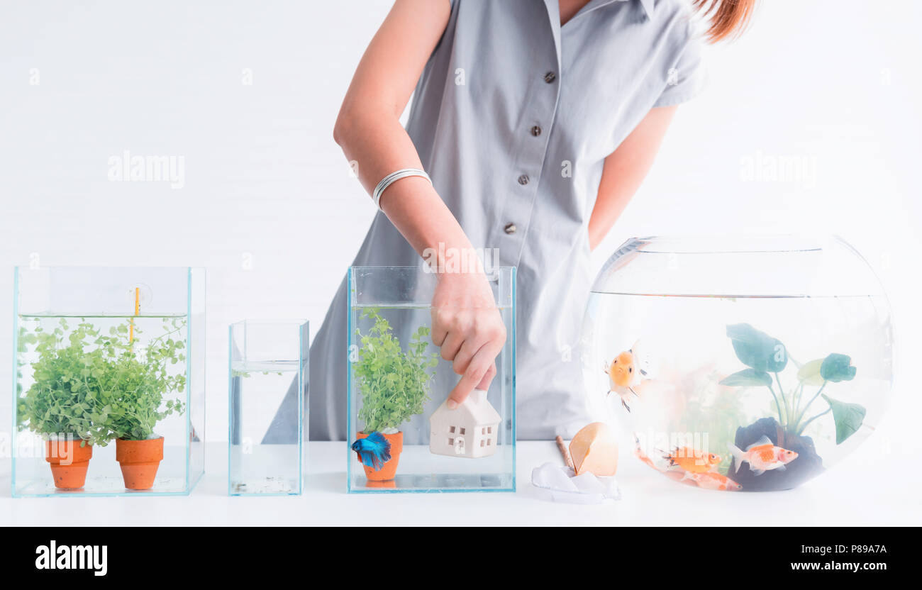 Aquarium for pet and hobby at home. Decorate and fish tank design Stock  Photo - Alamy