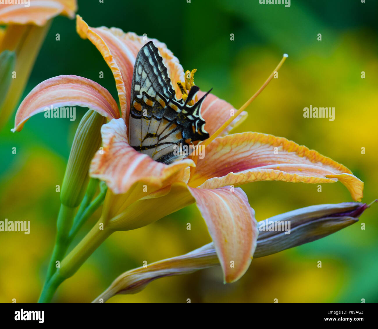 An eastern tiger swallowtail butterfly feeding inside an orange day lily in a garden in Speculator, NY USA Stock Photo